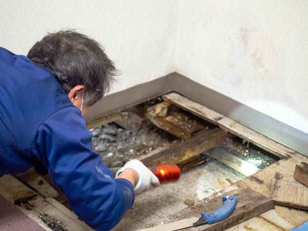 Trusted Paoli, PA Mold Remediation Experts