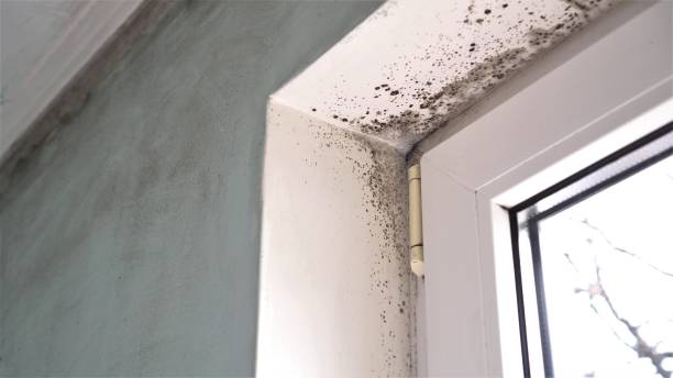 Best Post-Flood Mold Remediation in Oli, PA