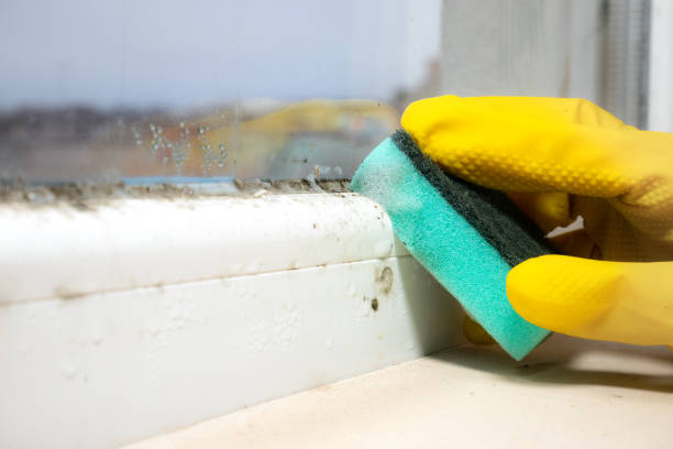 Best Black Mold Remediation in Oli, PA