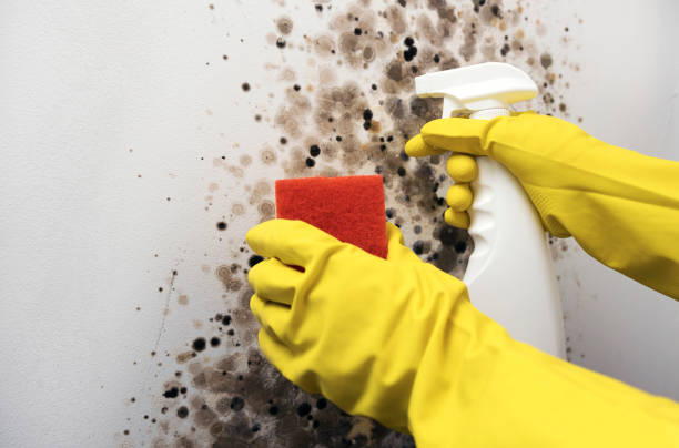 Best DIY Mold Remediation Support Services in Oli, PA