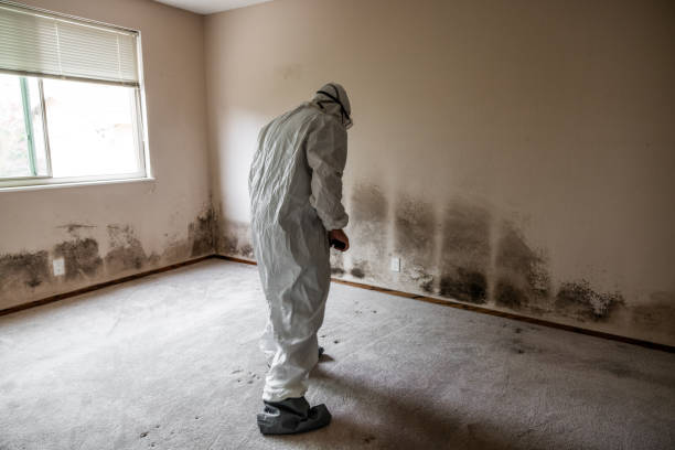 Best Emergency Mold Remediation in Oli, PA